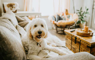 Image of a dog and a girl, accompanying family law article "Don’t let the fur fly over pet custody"