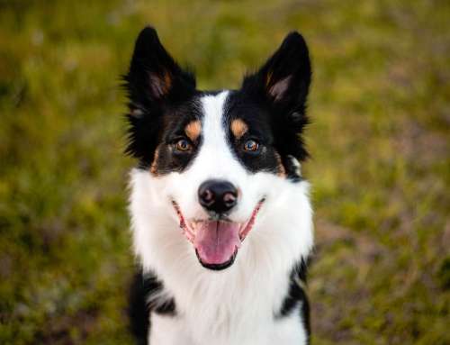 Can the court order shared care of the family dog?